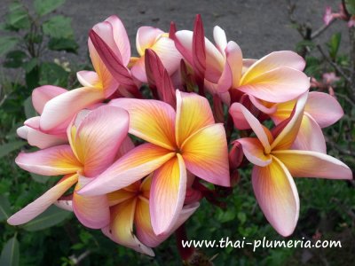 Plumeria PRETTY PRINCESS