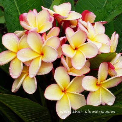 Plumeria PUANG HYOK plant