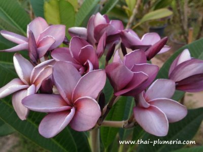 Plumeria PURPLE AROMATIC ROSE