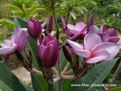 Plumeria PURPLE AROMATIC ROSE plant