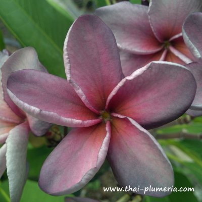 Plumeria PURPLE AROMATIC ROSE plant