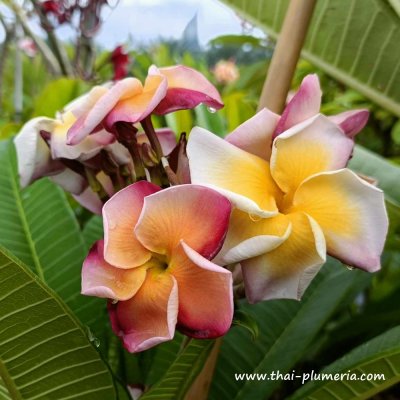 Orange Violet plumeria