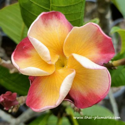 Plumeria ORANGE VIOLET plant