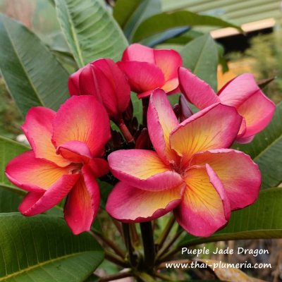 Purple Jade Dragon plumeria