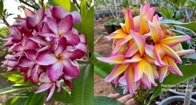 Plumeria 50 seeds #3 Free shipping