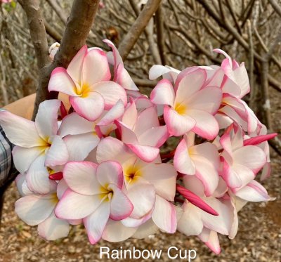Rainbow Cup1