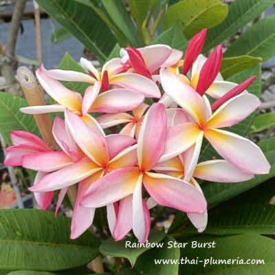 Rainbow Star Burst