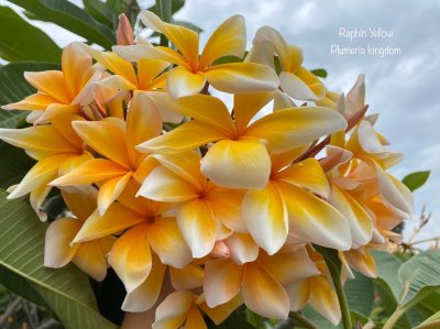 Raphin Yellow