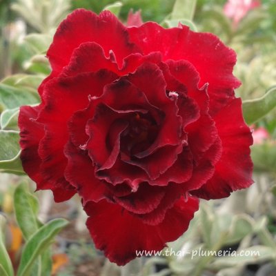 Adenium RED ANGEL plant