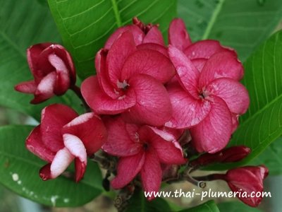 Plumeria RED CORAL