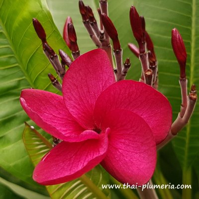 Plumeria RED CORAL