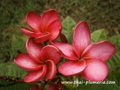 Compact Plumeria RED ROSE