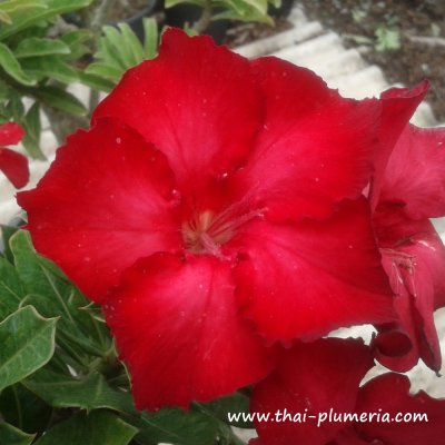 Adenium UDOMSUP RED plant