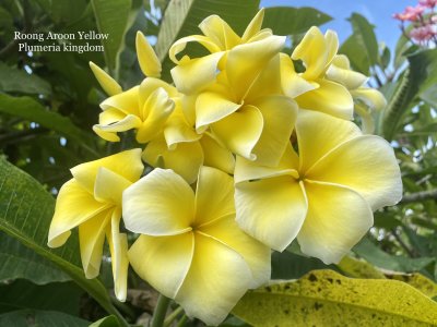 Rung Aroon Yellow