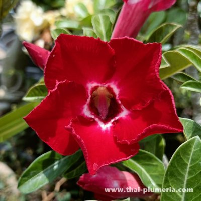 Adenium RUBY plant