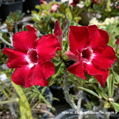 Adenium RUBY plant