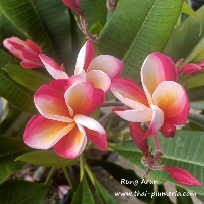 Plumeria Rung Arun1