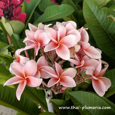 Plumeria RUNGSIRICHOK