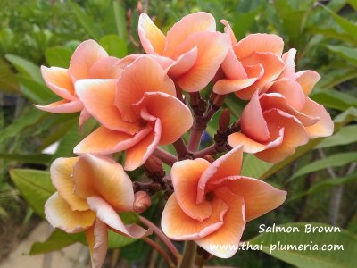 Salmon Brown plumeria