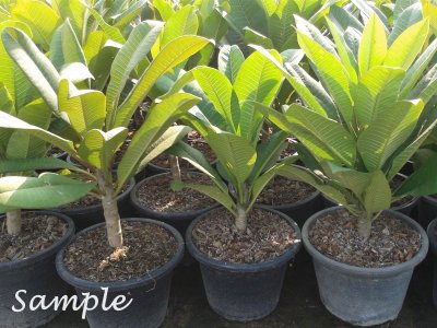 Plumeria plant Fireblast