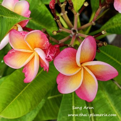 Plumeria Sang Arun