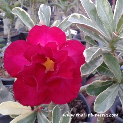 Variegated Adenium SANGRATSAMEE plant