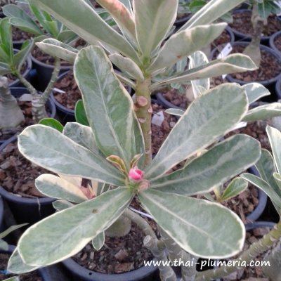 Variegated Adenium SANGRATSAMEE plant