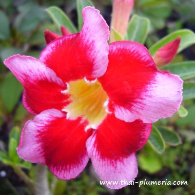 Adenium SANTA CLAUS plant