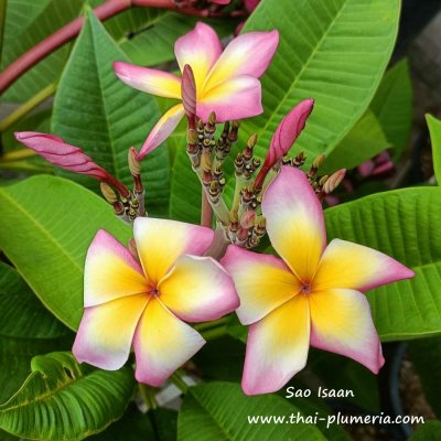 Plumeria Sao Isaan