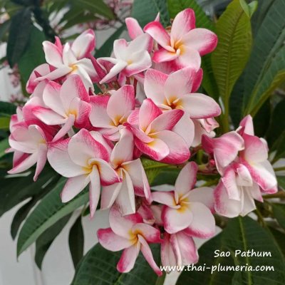 Sao Pathum plumeria