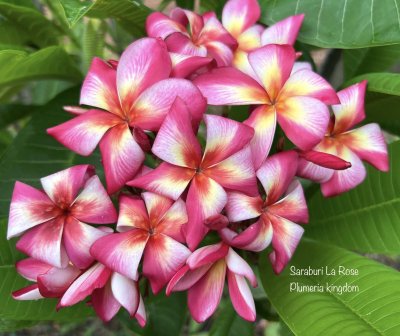 Plumeria plant SARABURI LA ROSE