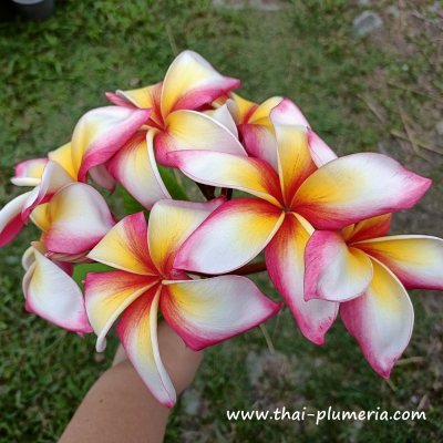 Plumeria SAREE 5 plant