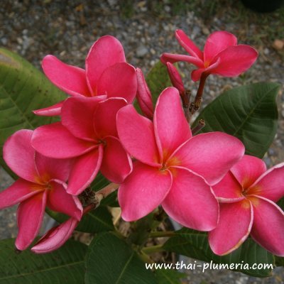 Plumeria SEXY PINK