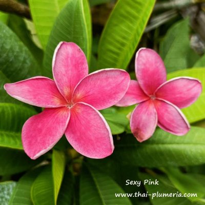 Plumeria Sexy Pink