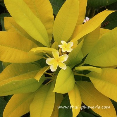 Variegated Plumeria SIAM GOLD