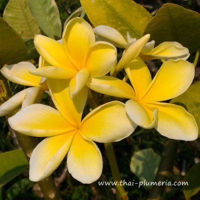 Variegated Plumeria plant SIAM GOLD