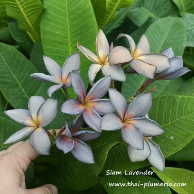 Plumeria Siam Lavender1