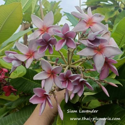 Plumeria Siam Lavender