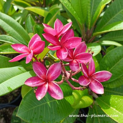 Plumeria SIAM RED plant