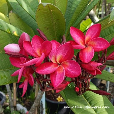 Plumeria SIAM RED plant