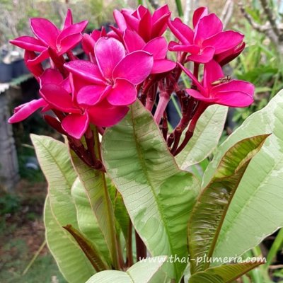 Variegated Plumeria SIAM RED plant