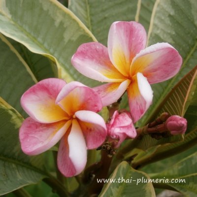 Variegated Plumeria SILVER LEAF