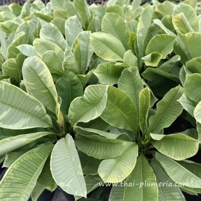 Variegated Plumeria SILVER LEAF plant