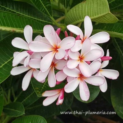 Dwarf Plumeria SINGAPORE PINK plant