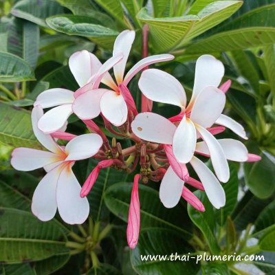 Dwarf Plumeria SINGAPORE PINK plant