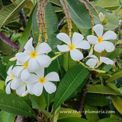 Plumeria SINGAPORE WHITE