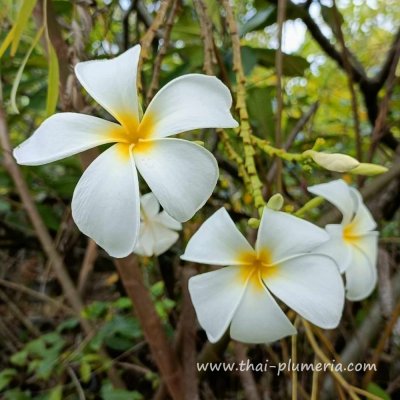 Plumeria OBTUSA seeds SINGAPORE WHITE