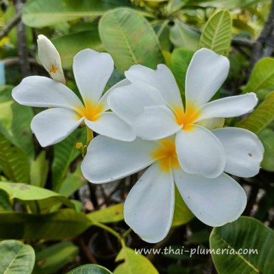 Plumeria SINGAPORE WHITE plant