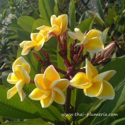 Plumeria SIRIMONGKOL