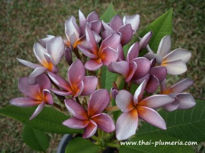 Plumeria SIAM LAVENDER